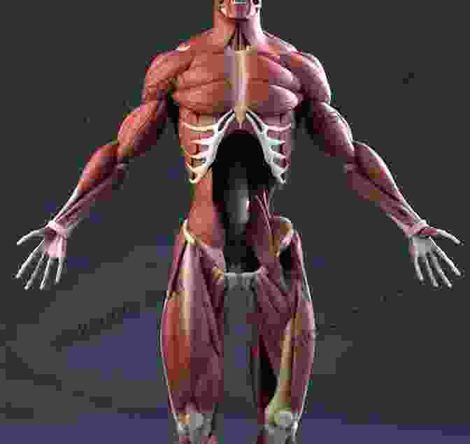 A 3D Diagram Of The Human Body, Showing The Skeletal, Muscular, And Organ Systems. How Business Works: The Facts Visually Explained (How Things Work)