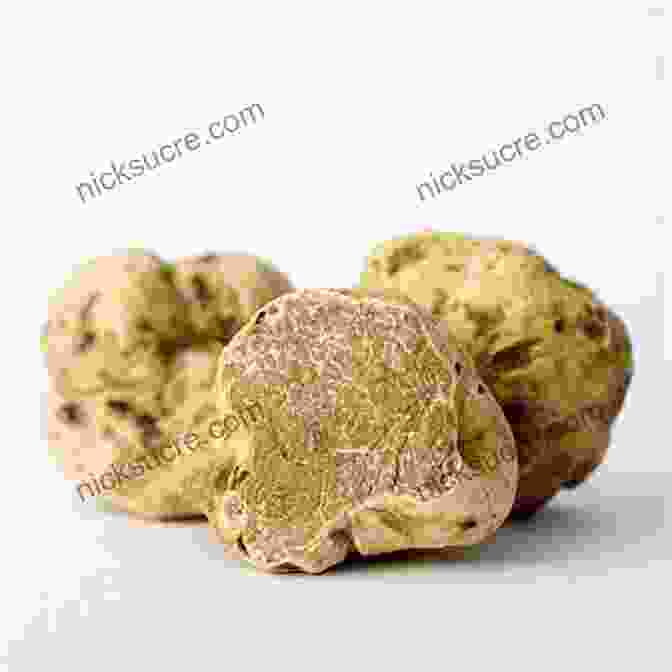 A Close Up Of Fresh Alba White Truffles A Blissful Feast: Culinary Adventures In Italy S Piedmont Maremma And Le Marche