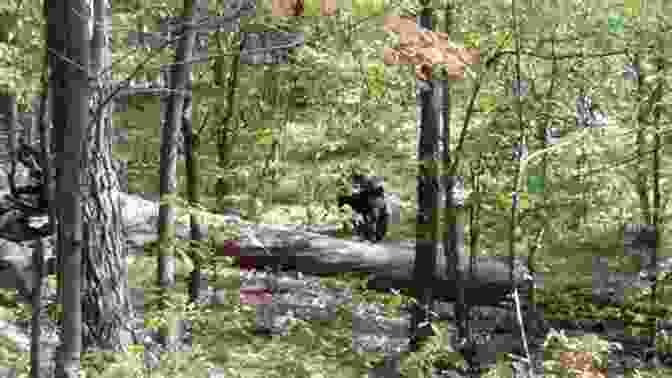 A Game Warden Rescuing Hikers Who Had Been Attacked By A Bear Poachers Caught : Adventures Of A Northwoods Game Warden
