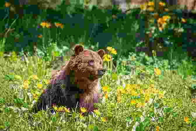 A Majestic Grizzly Bear Standing Amidst A Field Of Wildflowers Lowell Thomas Jr : Flight To Adventure Alaska And Beyond