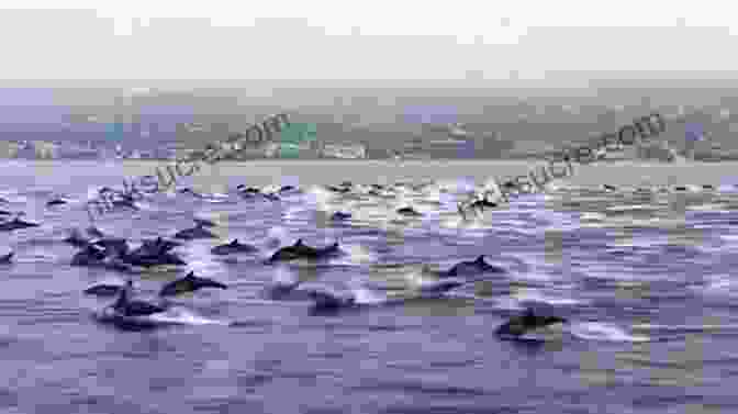A Pod Of Dolphins Frolicking In The Pristine Waters Of Lola's Coast My Name Is Lola (The West)