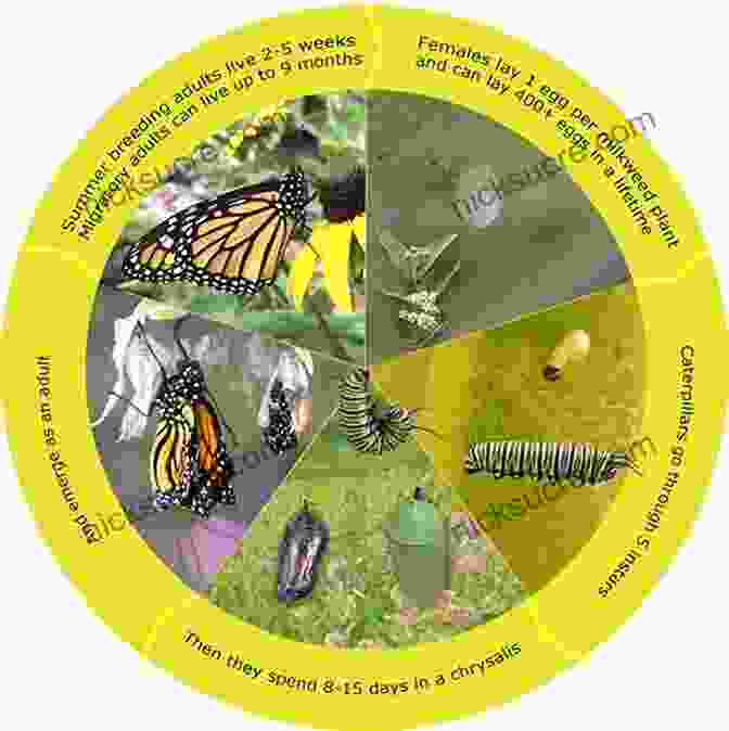An Infographic Depicting The Life Cycle Of A Butterfly, With Photographs And A Timeline. How Business Works: The Facts Visually Explained (How Things Work)