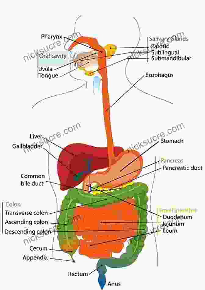 Diagram Of The Human Digestive System How Money Works: The Facts Visually Explained (How Things Work)