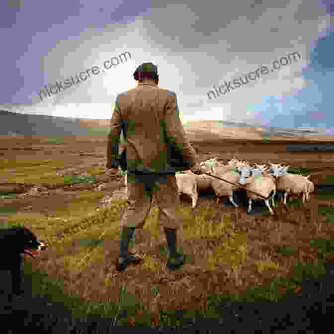 Iain Thomson, A Solitary Shepherd In The Scottish Highlands Isolation Shepherd Iain R Thomson