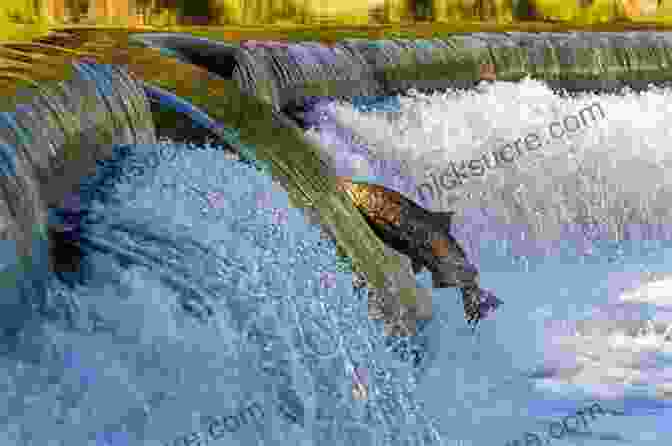 Wild Salmon Leaping In A River Upstream: Searching For Wild Salmon From River To Table